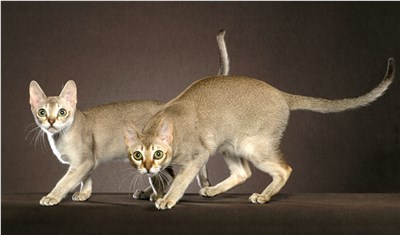 新加坡猫-品系百科
