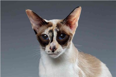 塞舌尔猫-品系百科