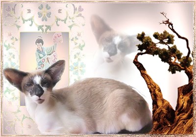 塞舌尔猫-品系百科