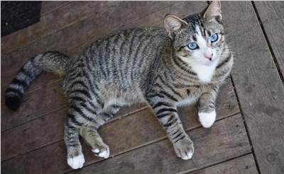 欧斯亚史烈斯猫-品系百科 欧斯亚史烈斯猫-品系百科