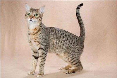 埃及猫-品系百科
