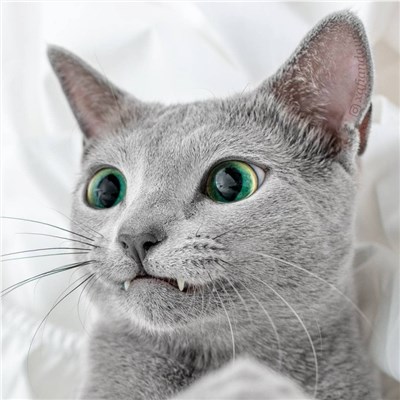 俄罗斯蓝猫-品系百科
