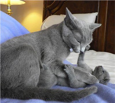 俄罗斯蓝猫-品系百科