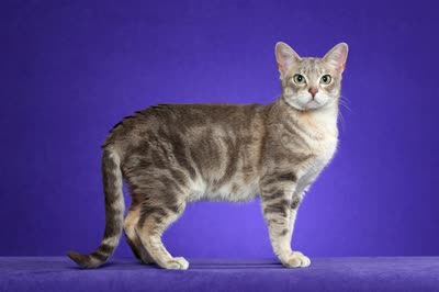 澳大利亚雾猫-品系百科 澳大利亚雾猫-品系百科