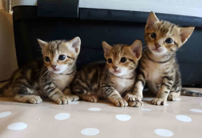 肯尼亚猫-品系百科