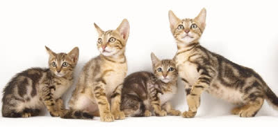 肯尼亚猫-品系百科