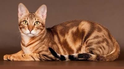 肯尼亚猫-品系百科