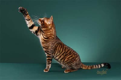 玩具虎猫-品系百科 玩具虎猫-品系百科