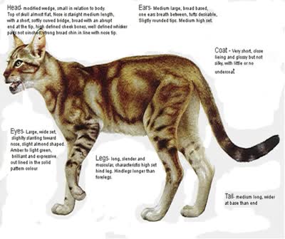 肯尼亚猫-品系百科