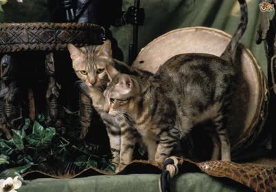 肯尼亚猫-品系百科