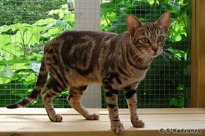 肯尼亚猫-品系百科