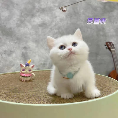 曼赤肯猫-品系百科