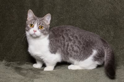 曼赤肯猫-品系百科