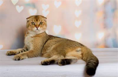 苏格兰折耳猫-品系百科 苏格兰折耳猫-品系百科