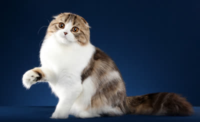 高地折耳猫-品系百科