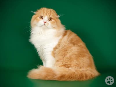 高地折耳猫-品系百科