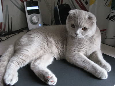 苏格兰折耳猫-品系百科