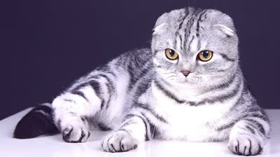苏格兰折耳猫-品系百科