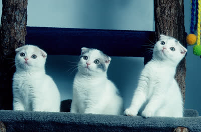 苏格兰折耳猫-品系百科