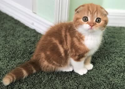 苏格兰折耳猫-品系百科