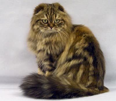 高地折耳猫-品系百科