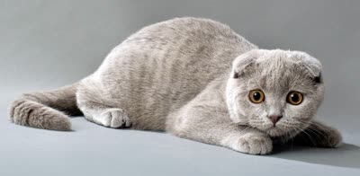 苏格兰折耳猫-品系百科