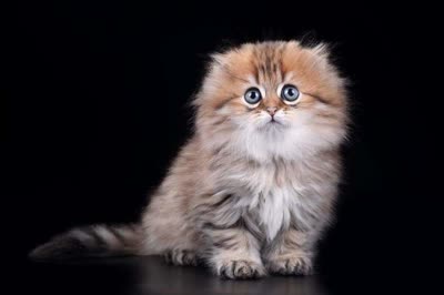 高地折耳猫-品系百科