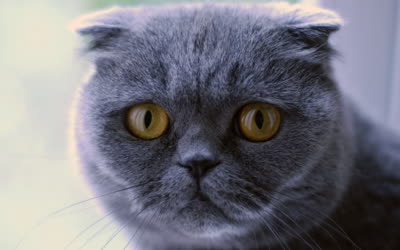 苏格兰折耳猫-品系百科