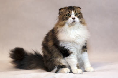 高地折耳猫-品系百科