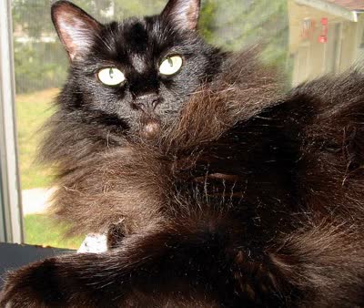 蒂凡尼猫-品系百科