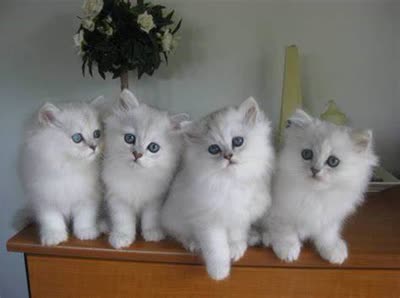 蒂凡尼猫-品系百科