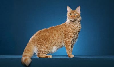拉波卷毛猫-品系百科