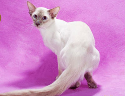 巴厘猫-品系百科