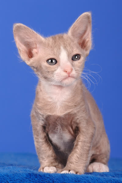 拉波卷毛猫-品系百科