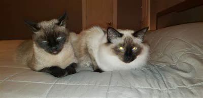 巴厘猫-品系百科