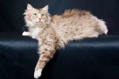 拉波卷毛猫-品系百科