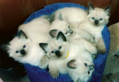 巴厘猫-品系百科