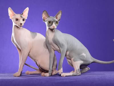 斯芬克斯猫-品系百科 斯芬克斯猫-品系百科