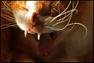 拉波卷毛猫-品系百科
