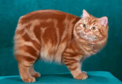 威尔士猫-品系百科