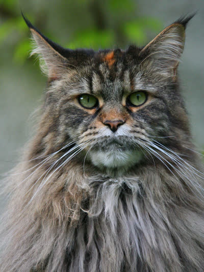 缅因猫-品系百科 缅因猫-品系百科
