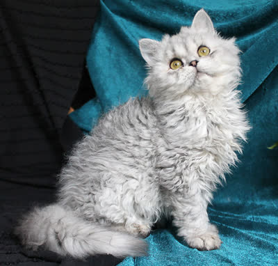 塞尔凯克卷毛猫-品系百科