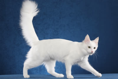 土耳其安哥拉猫-品系百科