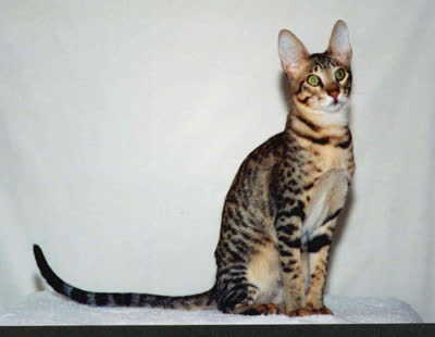 塞伦盖蒂猫-品系百科