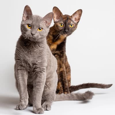 德国卷毛猫-品系百科