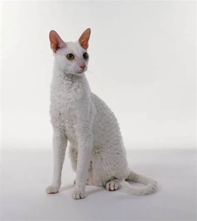 柯尼斯卷毛猫-品系百科