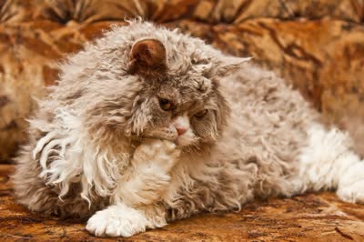 塞尔凯克卷毛猫-品系百科