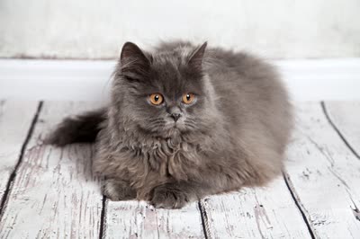 异国长毛猫-品系百科