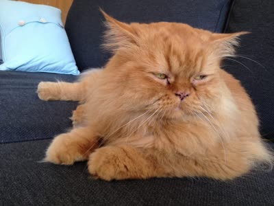 异国长毛猫-品系百科