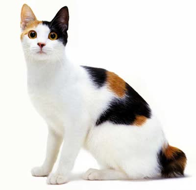 日本短尾猫-品系百科